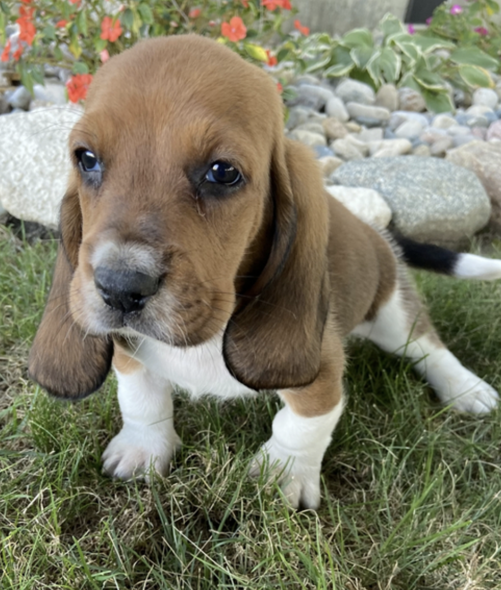 comprar cachorros sanos, baratos y asequibles para la venta